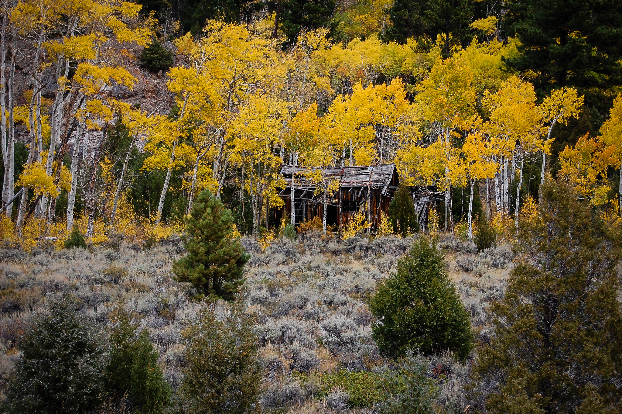 fall color and a cabin in Rocky Mountain National Park