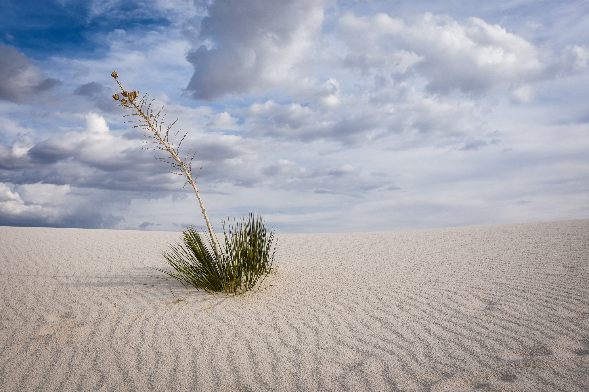 Desert beauty in White Sands National Park