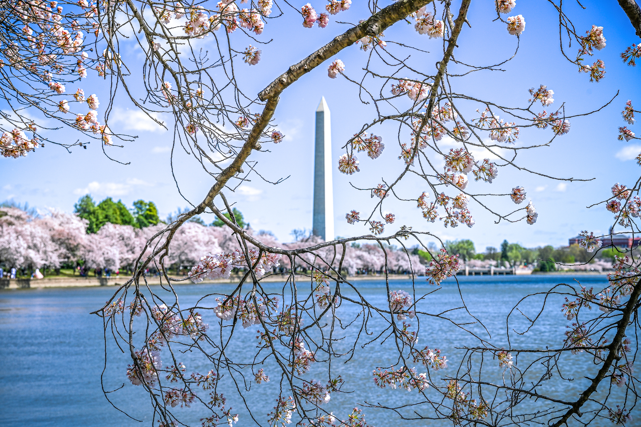 Washington Monument and cherry blossoms