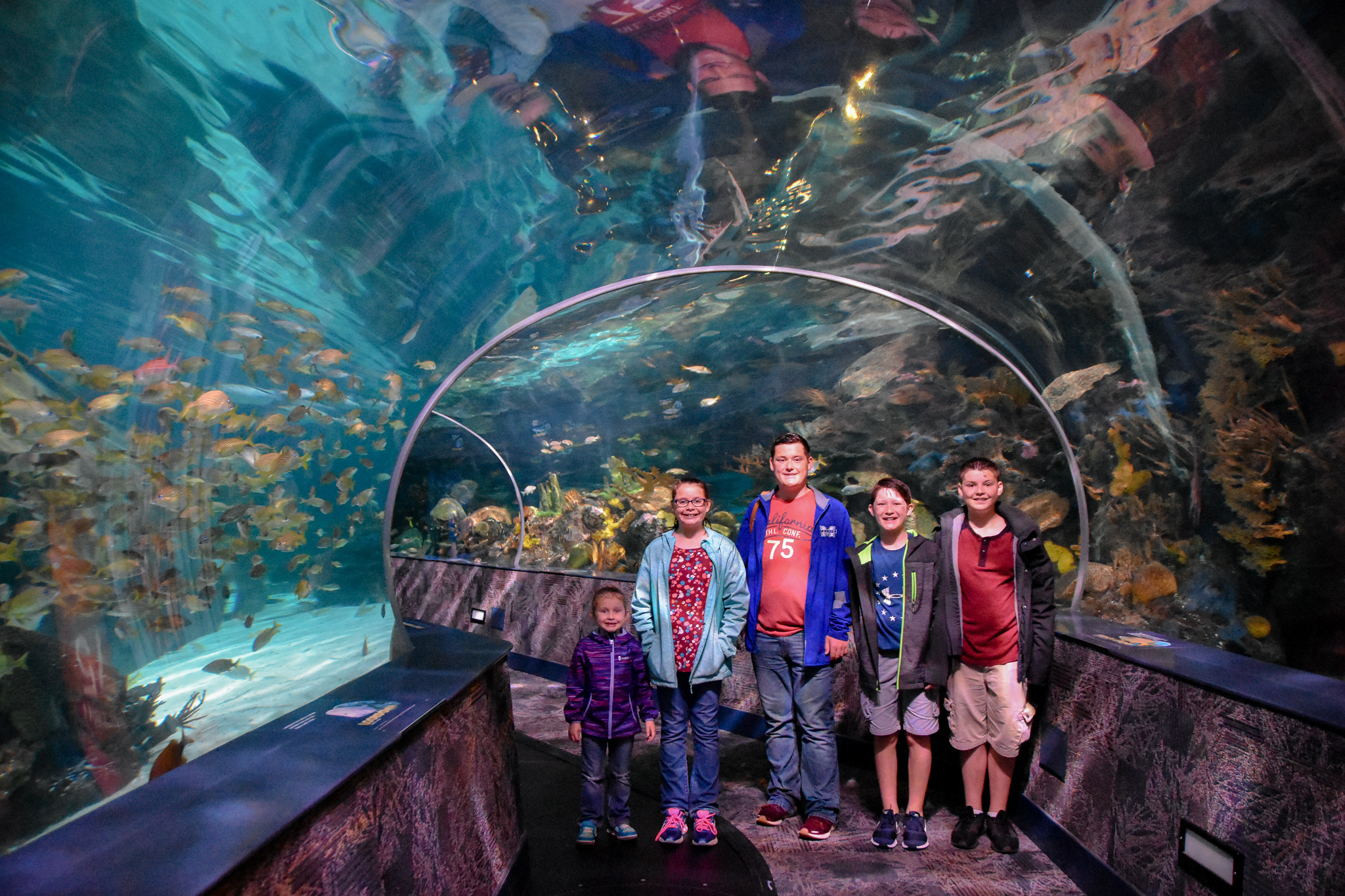 Ripley's Aquarium of the Smokies is one of our favorite things to do in Gatlinburg with kids.