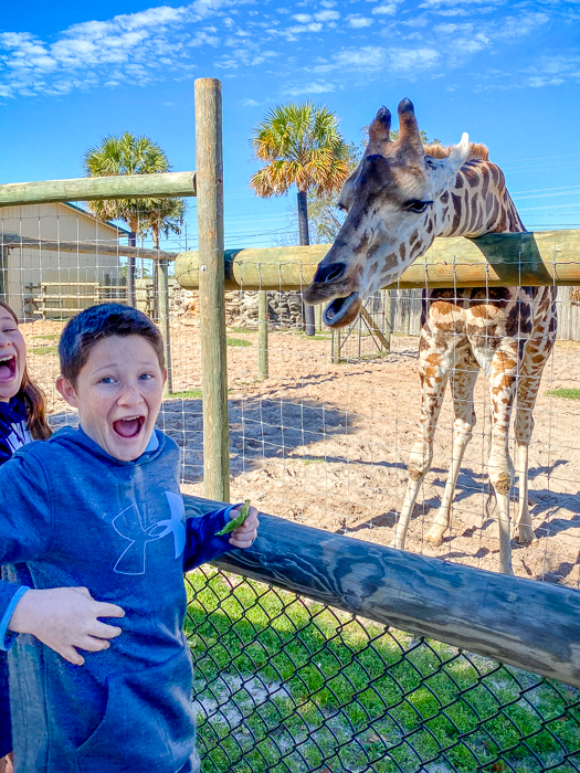 2 kids feeding a giraffe at the Gulf Breeze Zoo