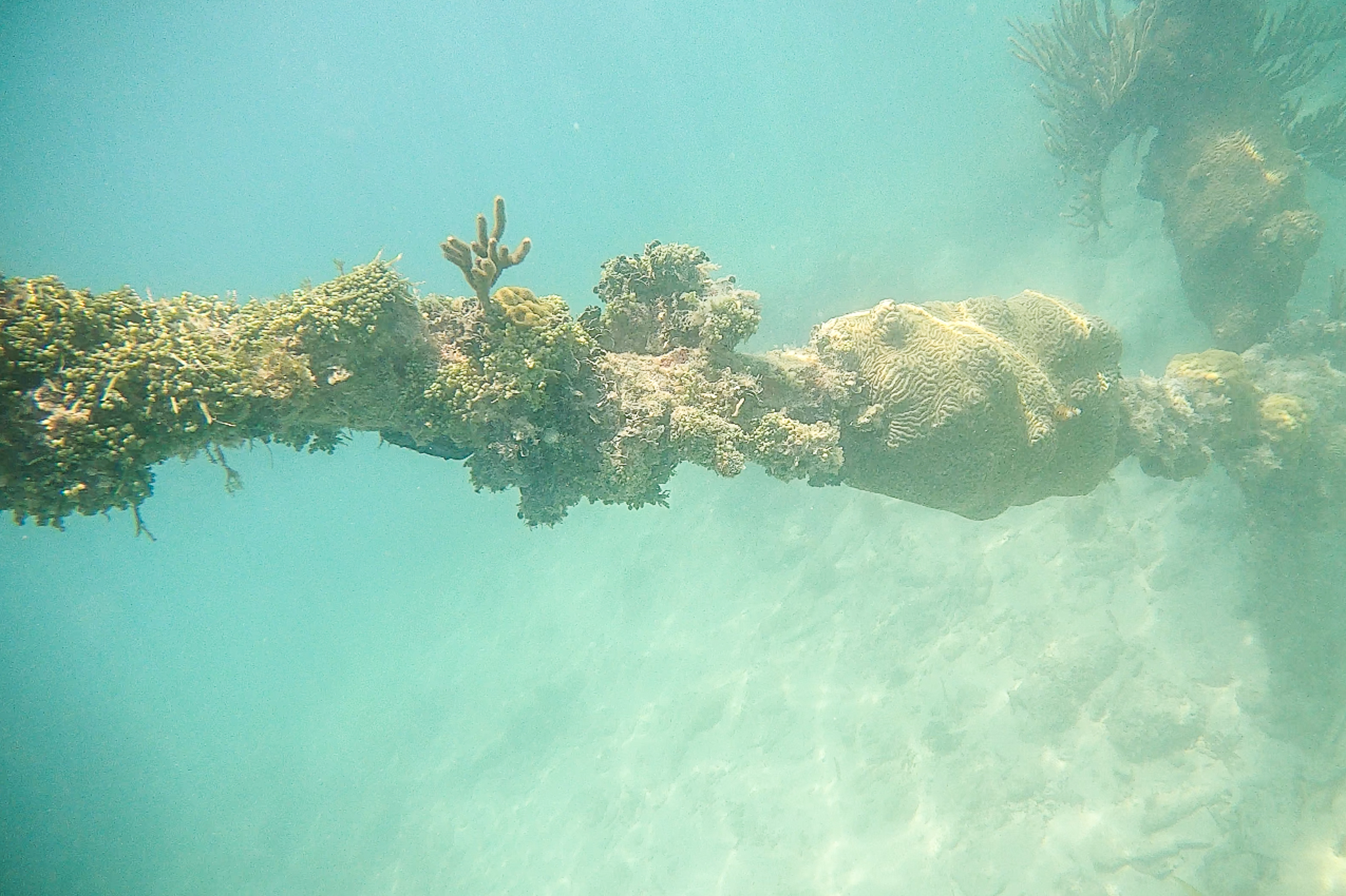 Coral on the south coaling docks at Dry Tortugas