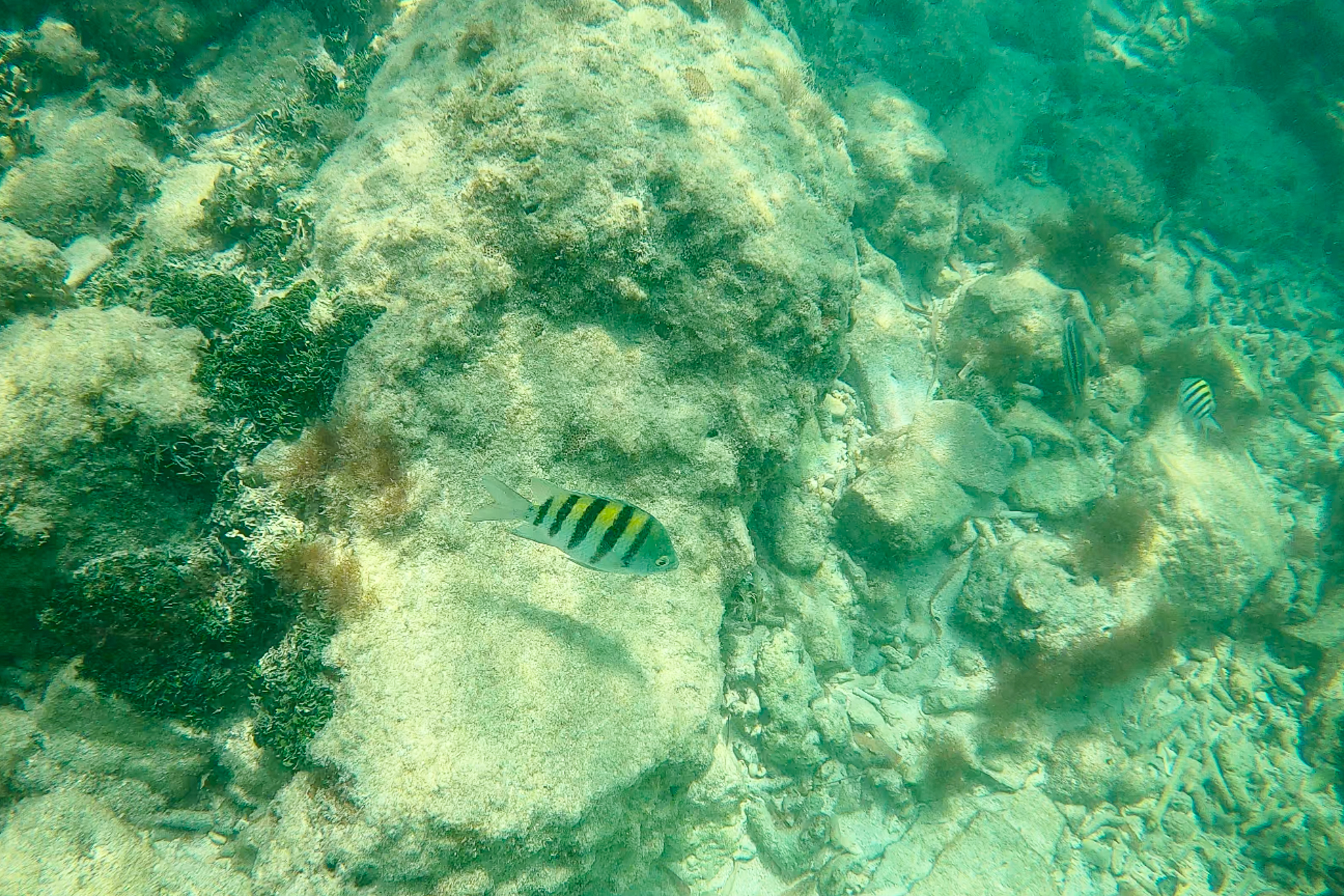 Black and yellow fish Dry Tortugas