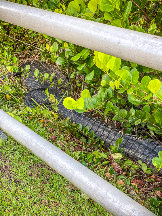 Alligator along the trail in Everglades National Park