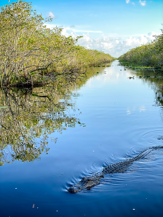 Gator swimming in canal in the Everglades