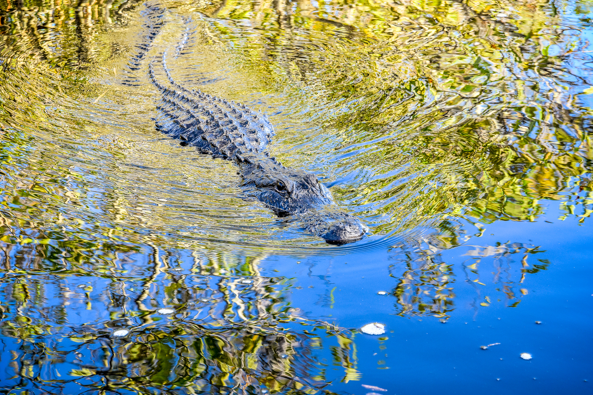 Giant alligator Everglades