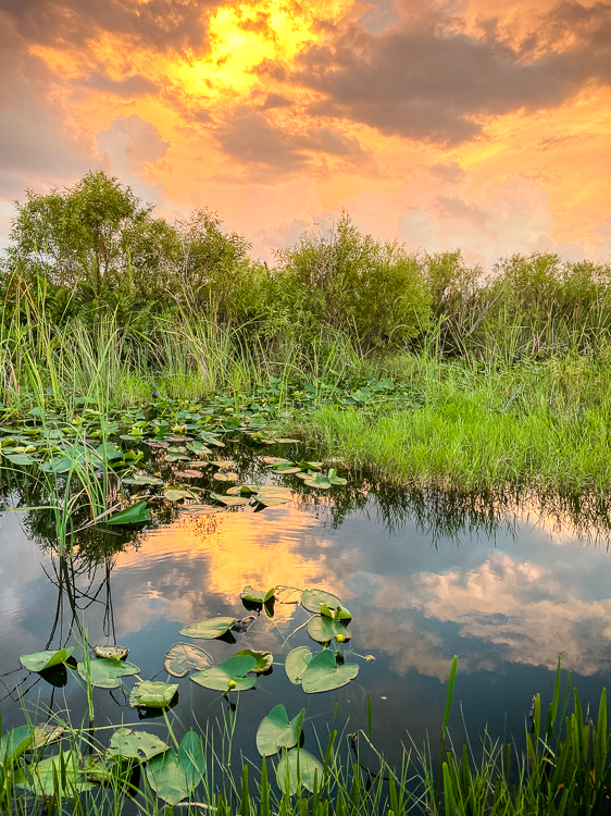 Everglades National Park golden hour