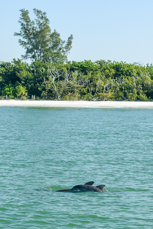 Dolphins along coast of Florida