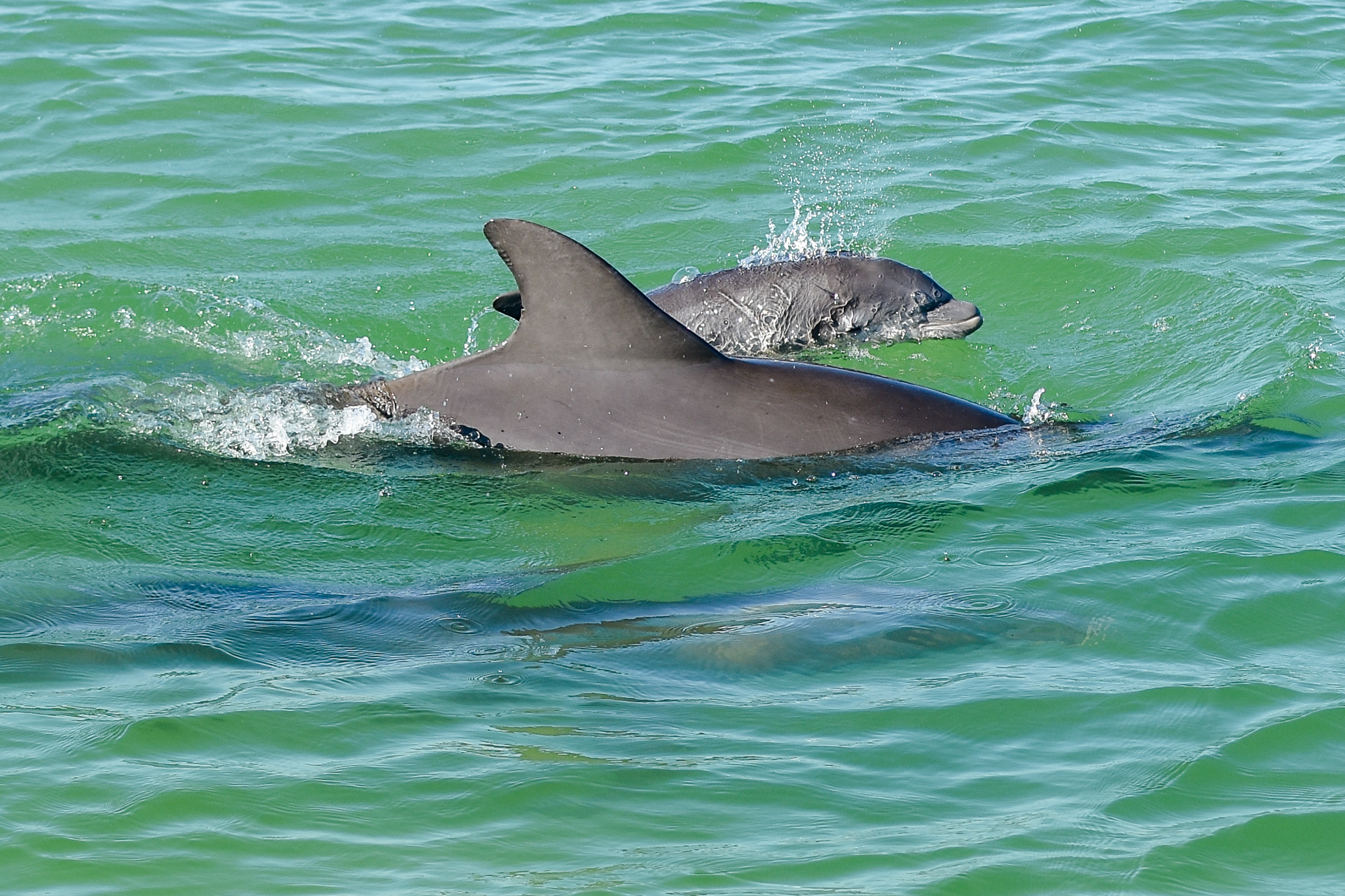 Baby dolphin Gulf of Mexico