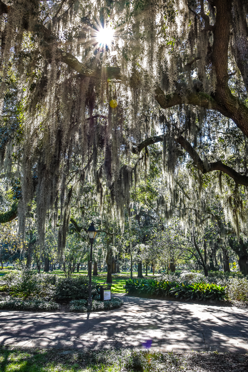 Savannah park; tree with moss