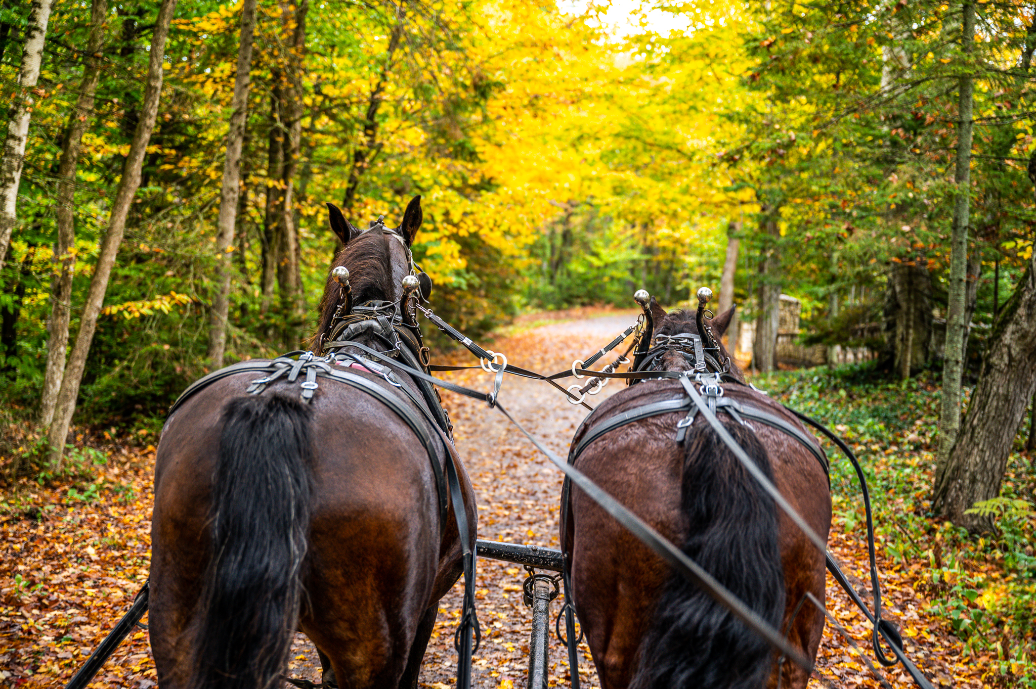 Horse drawn carriage tour on a fall day on mackinac island
