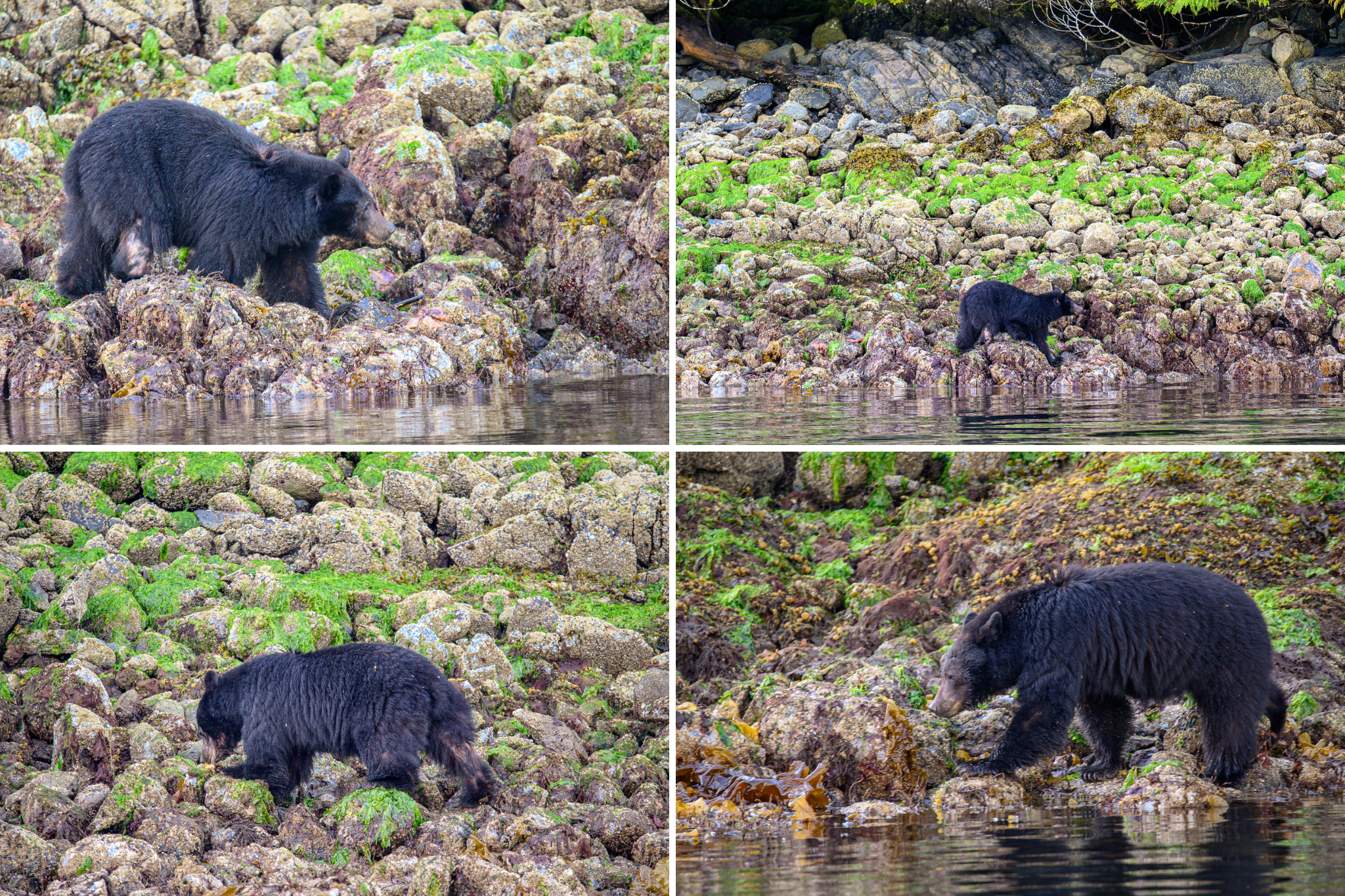 black bears on shore meares island tofino tours