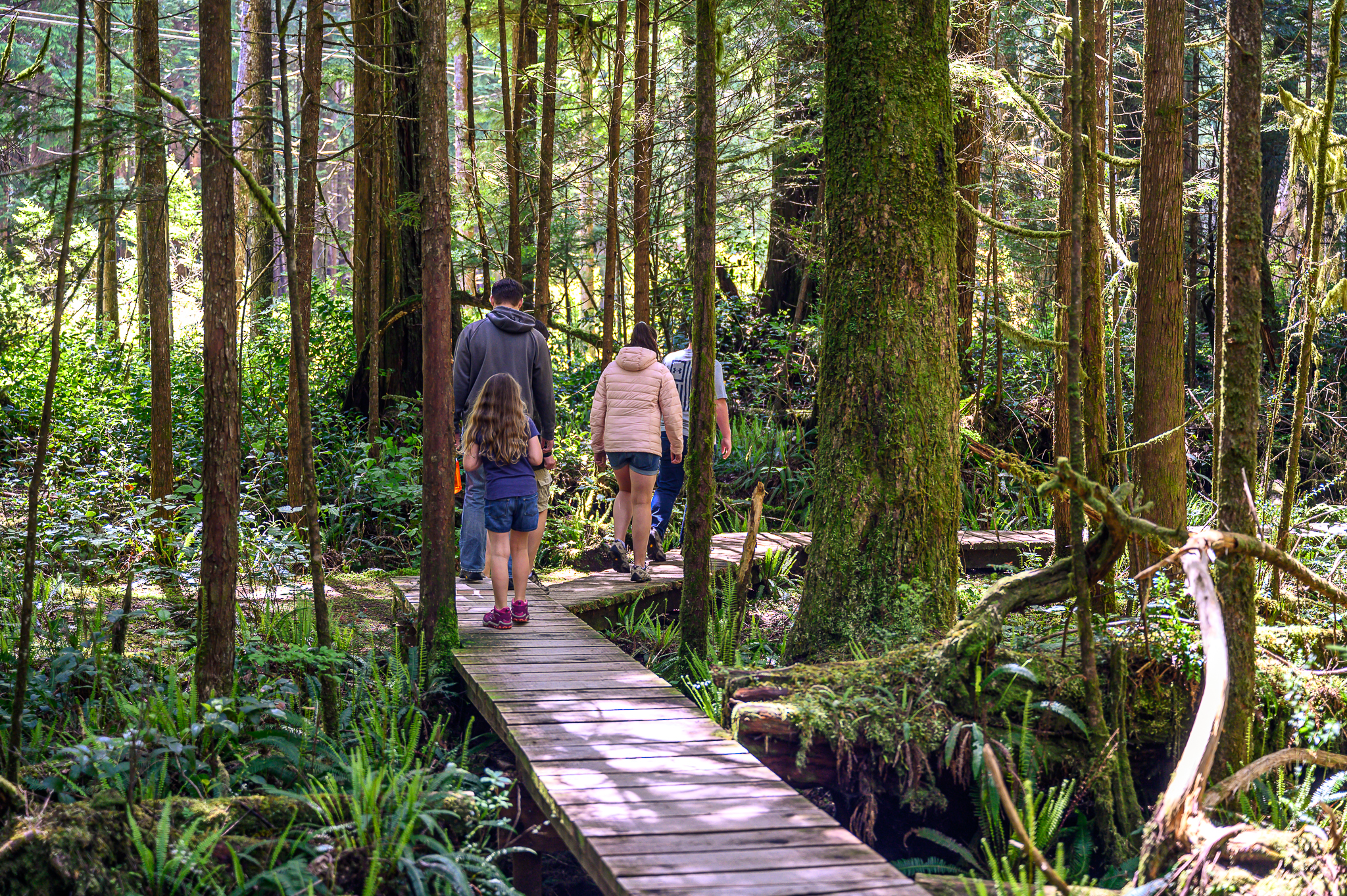 Rainforest Loop Pacific Rim National Park Vancouver Island