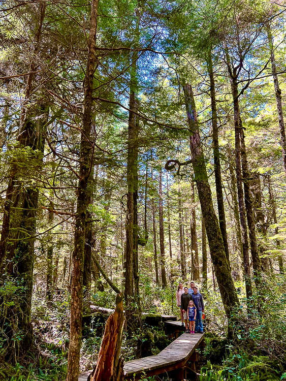 Rainforest Trail Pacific Rim National Park Vancouver Island