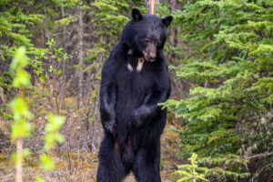 standing black bear in Jasper National Park